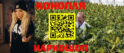 стафф Кингисепп